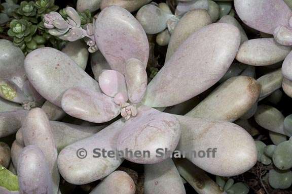 graptopetalum amethystinum 2 graphic